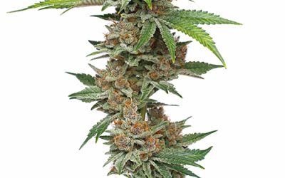 High Quality Strains for Hobbyist Growers