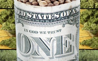 Someone is Flooding America with Cannabis Seeds, and Now We Know Why!