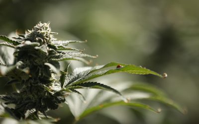 How Autumn Brands Is Redefining Premium Cannabis