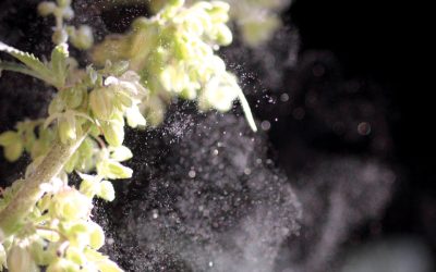 How to Tell if Your Cannabis Plant Is Male or Female