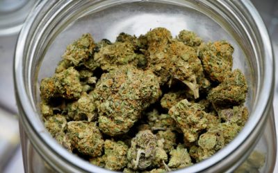 The Best Strains to Celebrate Springtime