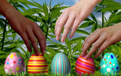 Hiding Easter Eggs Full of Weed Throughout a City – The Weedster Bunny Gets Busted by the Police