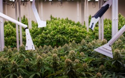 Indoor vs Outdoor Grow – Which is Better for Your Business? (Costs, Quality, and Margins!)