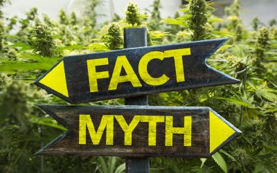 10 Myths About Cannabis That Just Won’t Die (And the Truth Behind Them)