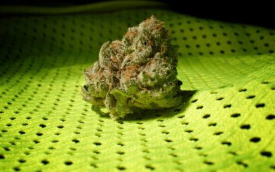 Want to Reduce Your Anxiety and Panic Attacks, Look for These Terpenes in Your Cannabis!