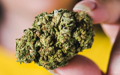 New Cannabinoid Discovery in the Cannabis Plant Highlights the Cost of Prohibition