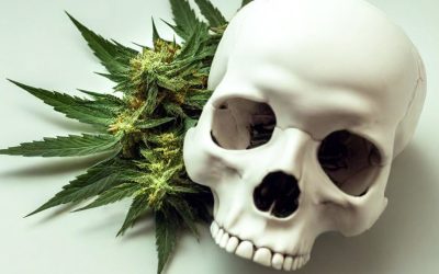 Kush = A Dangerous Mix of Weed, Fentanyl, Tramadol, Formaldehyde, and Even Some Ground-Up Human Bones?