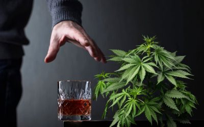 Cannabis Use Decreases Alcohol Cravings among Heavy Drinkers Says New Medical Study