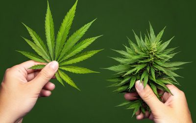THCA Flower vs. Regular Weed: Can Your Friends Tell the Difference? (Spoiler: Probably Not)