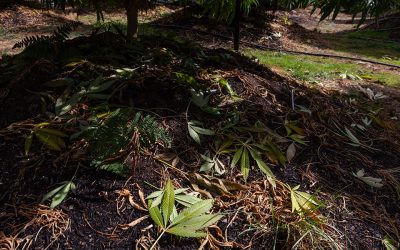 Tips for Planning Your Spring Cannabis Garden at Home