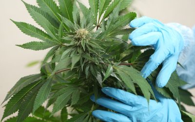 Study Finds Inhaled Cannabis an Effective Treatment for Neuropathic Pain