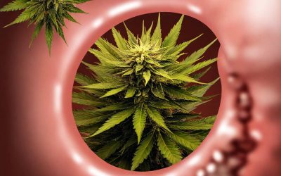 Wait, Does Cannabis Help Fight Colon Cancer or Cause It? – New Medical Studies Create Confusion around Cannabis and Cancer