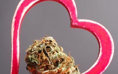 Does Weed Damage Your Heart? – Why a 55-Person Study Shouldn’t Panic Millions of Cannabis Users