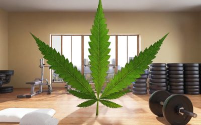 Using Cannabis Makes You 5x More Likely to Eat a Slice of Pizza or Go to the Gym? – New Study Busts Myth about Stoner Habits