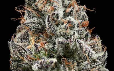 Barney’s Farm Partners With Backpackboyz on Groundbreaking Cannabis Genetics Project