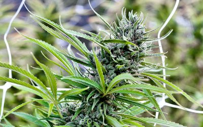 How to Grow Blue Dream at Home