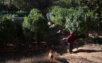 How To Battle Animal & Mold Infestations in Outdoor Cannabis Grows